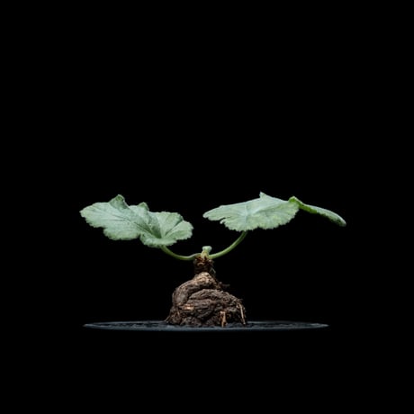 ペラルゴニウム ロバツム / Pelargonium lobatum #1
