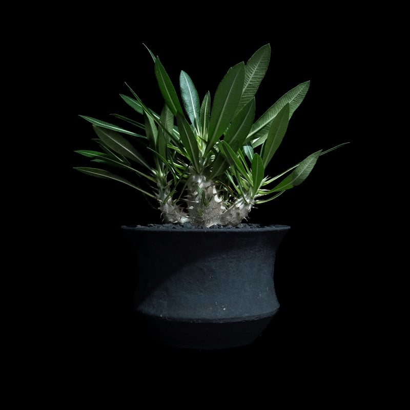 パキポディウム マカイエンセ / Pachypodium makayense #4 | Duc