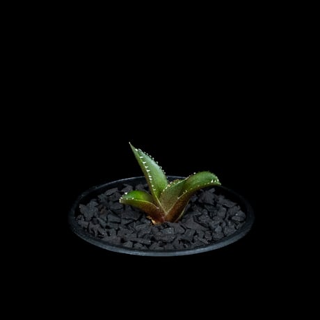 アガベ チタノタ 南アフリカダイヤモンド / Agave titanota ‘South Africa Diamond’ #6