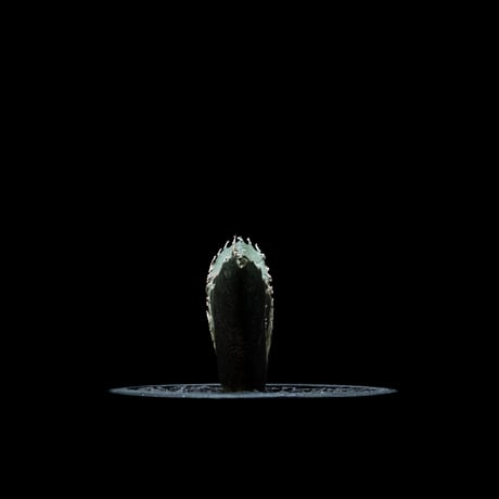 アガベ チタノタ 白鯨 / Agave titanota ‘White Whale’ #27