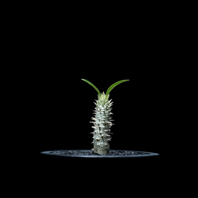 パキポディウム イノピナツム / Pachypodium rosulatum var.inop