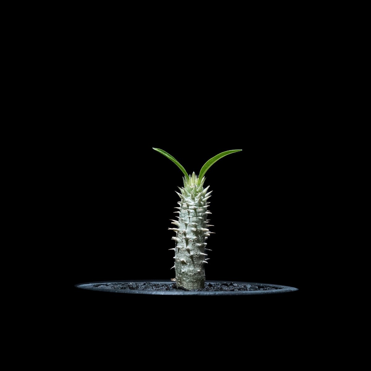パキポディウム イノピナツム Pachypodium inopinatum パキポディウム イノピナツム / トトロのような可愛らしい風貌に