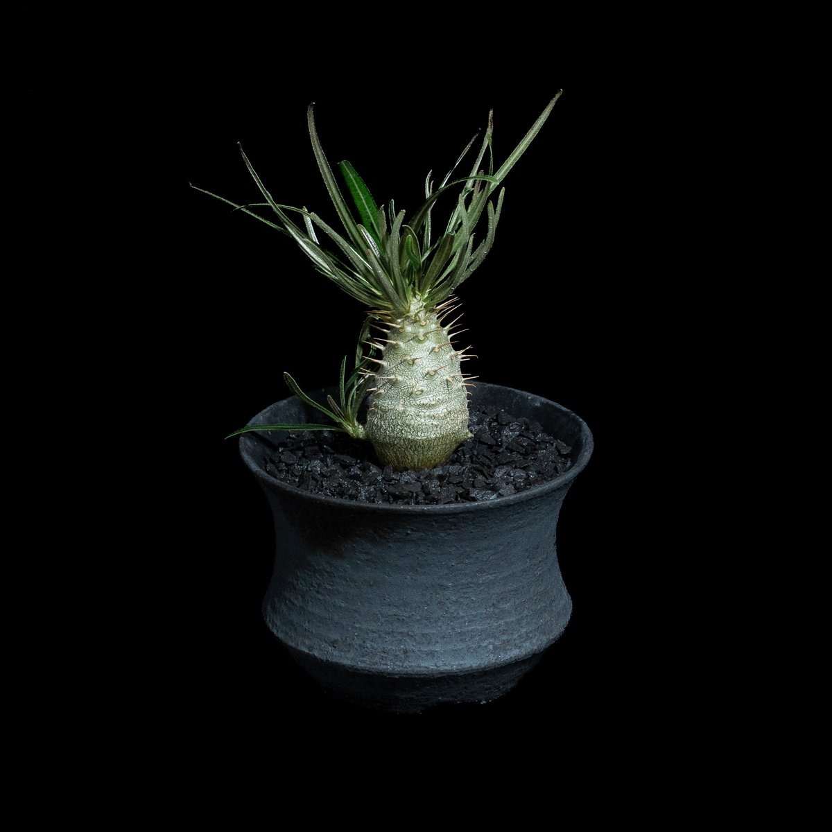 グラキリス 丸型 パキポディウム グラキリス / Pachypodium rosulatum var. grac