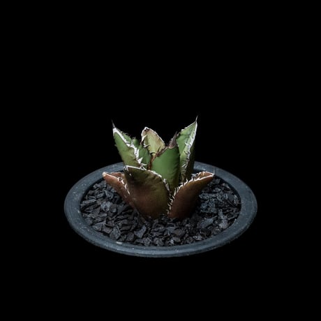 アガベ チタノタ 黒火焔 / Agave titanota ‘Black Fire’ #7