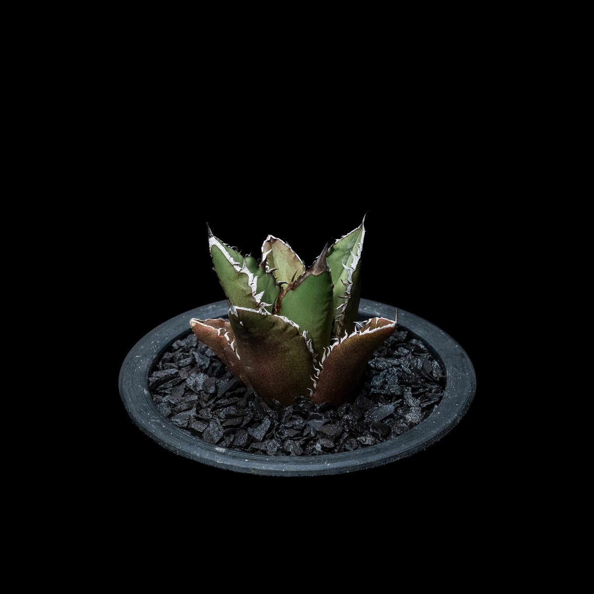 アガベ チタノタ 黒火焔 / Agave titanota 'Black Fire' #7 | アガベ チタノタ 黒火焔 / Agave titanota 'Black Fire' #7 |
