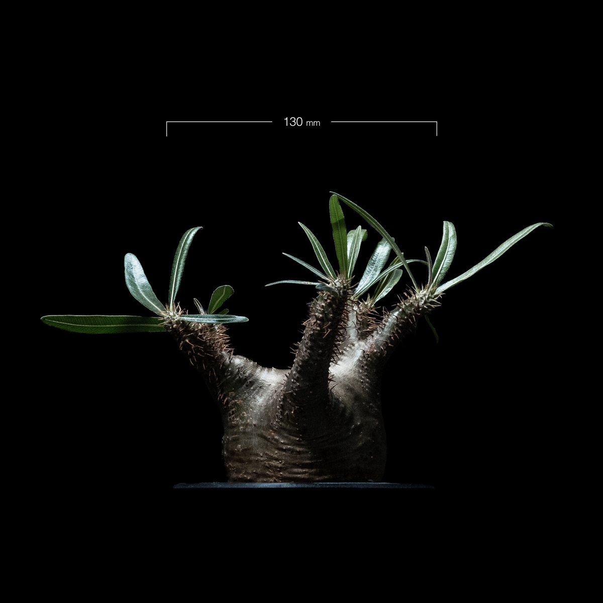 GIRUVI Pachypodium Gracilius グラキリス GIRUVI Pachypodium Gracilius グラキリス