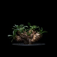 ユーフォルビア 峨眉山 / Euphorbia ‘Gabizan’  #2