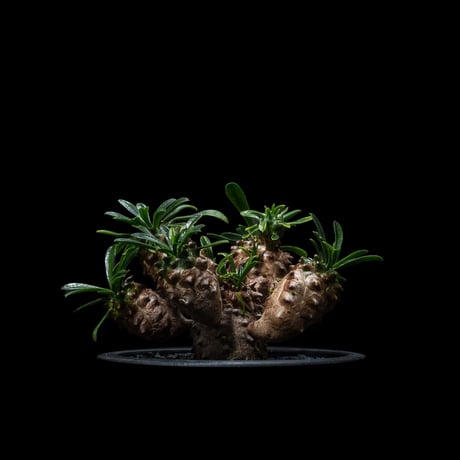 ユーフォルビア 峨眉山 / Euphorbia ‘Gabizan’  #2