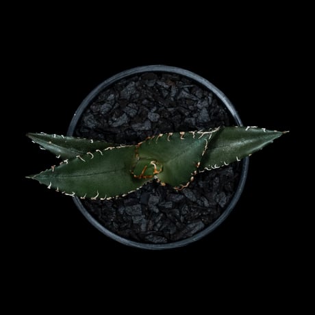 アガベ チタノタ 白鯨 / Agave titanota ‘White Whale’ #44