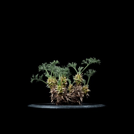 ペラルゴニウム ヒストリクス / Pelargonium hystrix #2