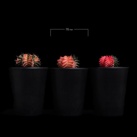 ギムノカリキウム ミハノビッチ 緋牡丹錦 / Gymnocalycium mihanovichii 'Hibotan Nishiki' #7#8#9（3set）