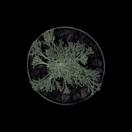 モンソニア ペニクリナム / Monsonia peniculina #19