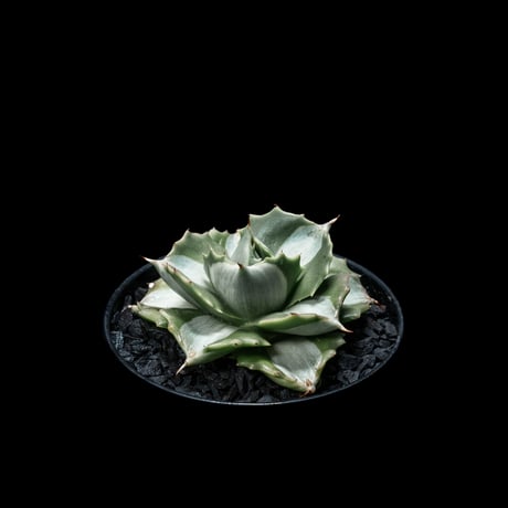 アガベ 王妃雷神 白中斑/ Agave isthmensis ‘Ouhi Raijin’ mediopicta alba #18