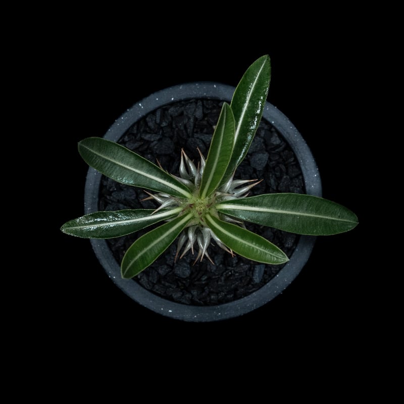 Pachypodium horombense パキポディウム　ホロンベンゼ　大株 パキポディウム ホロンベンセ 実生株 004 Pachypodium