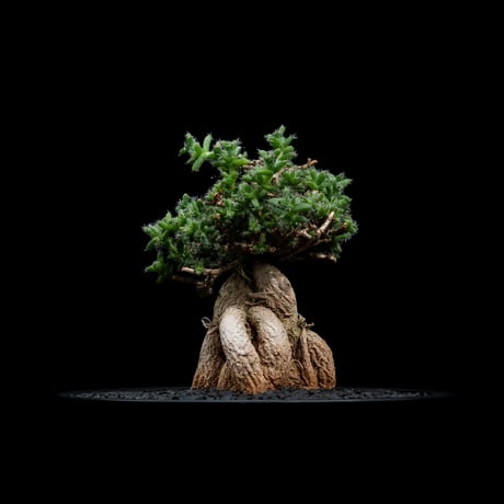 トリコディアデマ ブルボスム / Trichodiadema bulbosum #7
