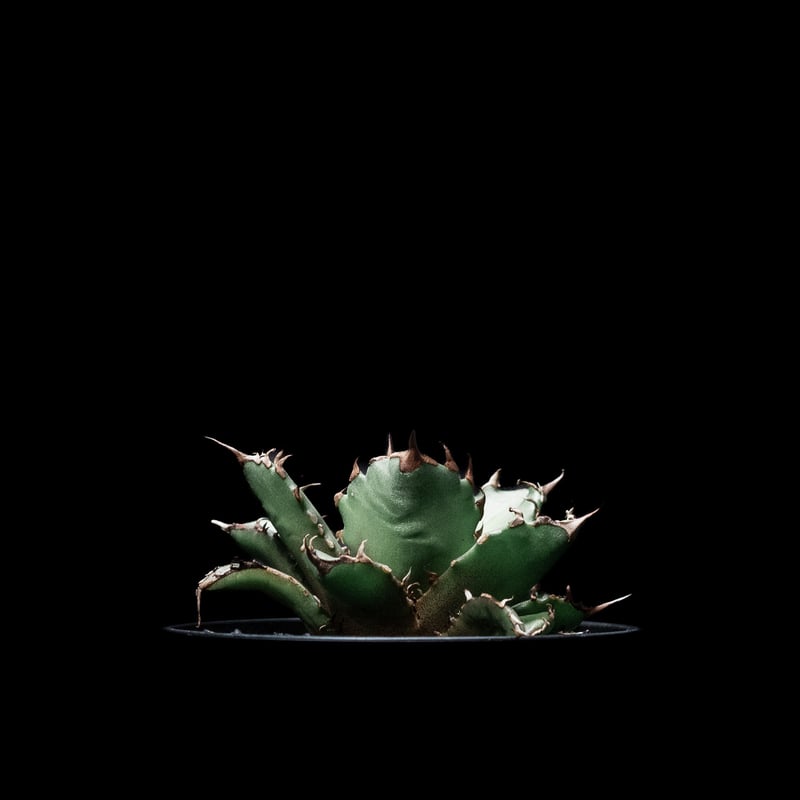 アガベ チタノタ 姫厳竜 / Agave titanota 'Dwarf' #6 | Duck