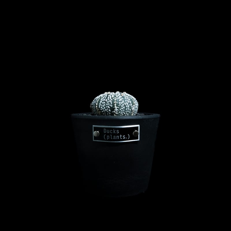 アストロフィツム アステリアス / Astrophytum asterias #20 | Du