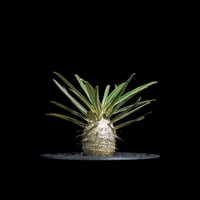 パキポディウム グラキリス / Pachypodium rosulatum var. gracilius #69