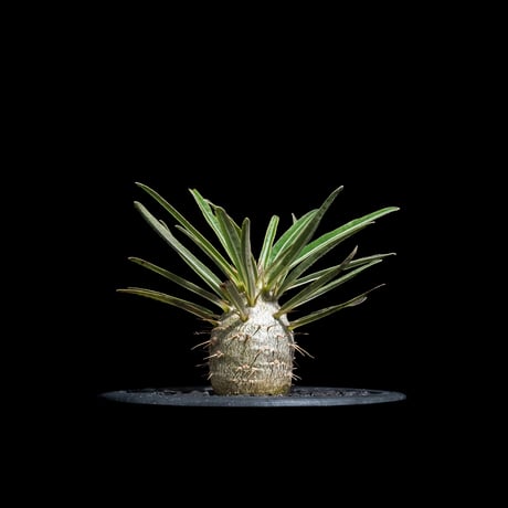 パキポディウム グラキリス / Pachypodium rosulatum var. gracilius #69