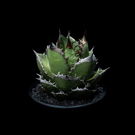 アガベ チタノタ 黒火焔 / Agave titanota ‘Black Fire’ #4