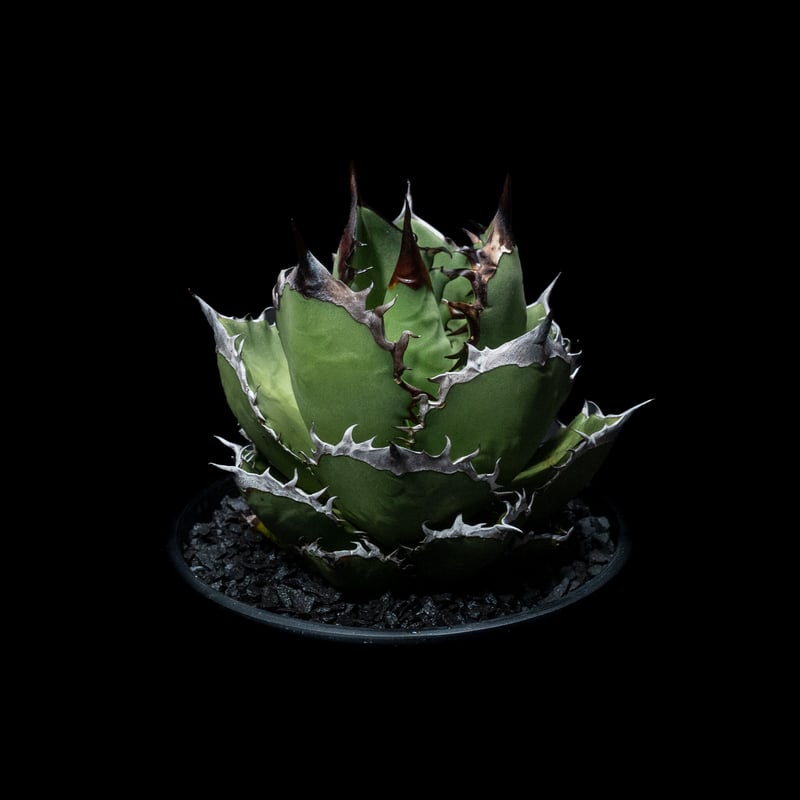 アガベ チタノタ 黒火焔 / Agave titanota 'Black Fire' #4 | アガベ チタノタ 黒火焔 / Agave titanota 'Black Fire' #4 |