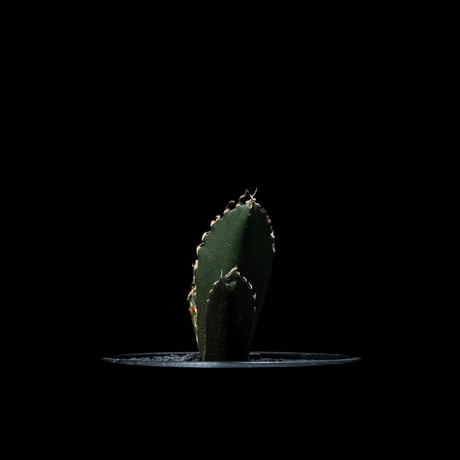 アガベ チタノタ 白鯨 / Agave titanota ‘White Whale’ #26