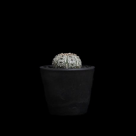 アストロフィツム アステリアス / Astrophytum asterias #7