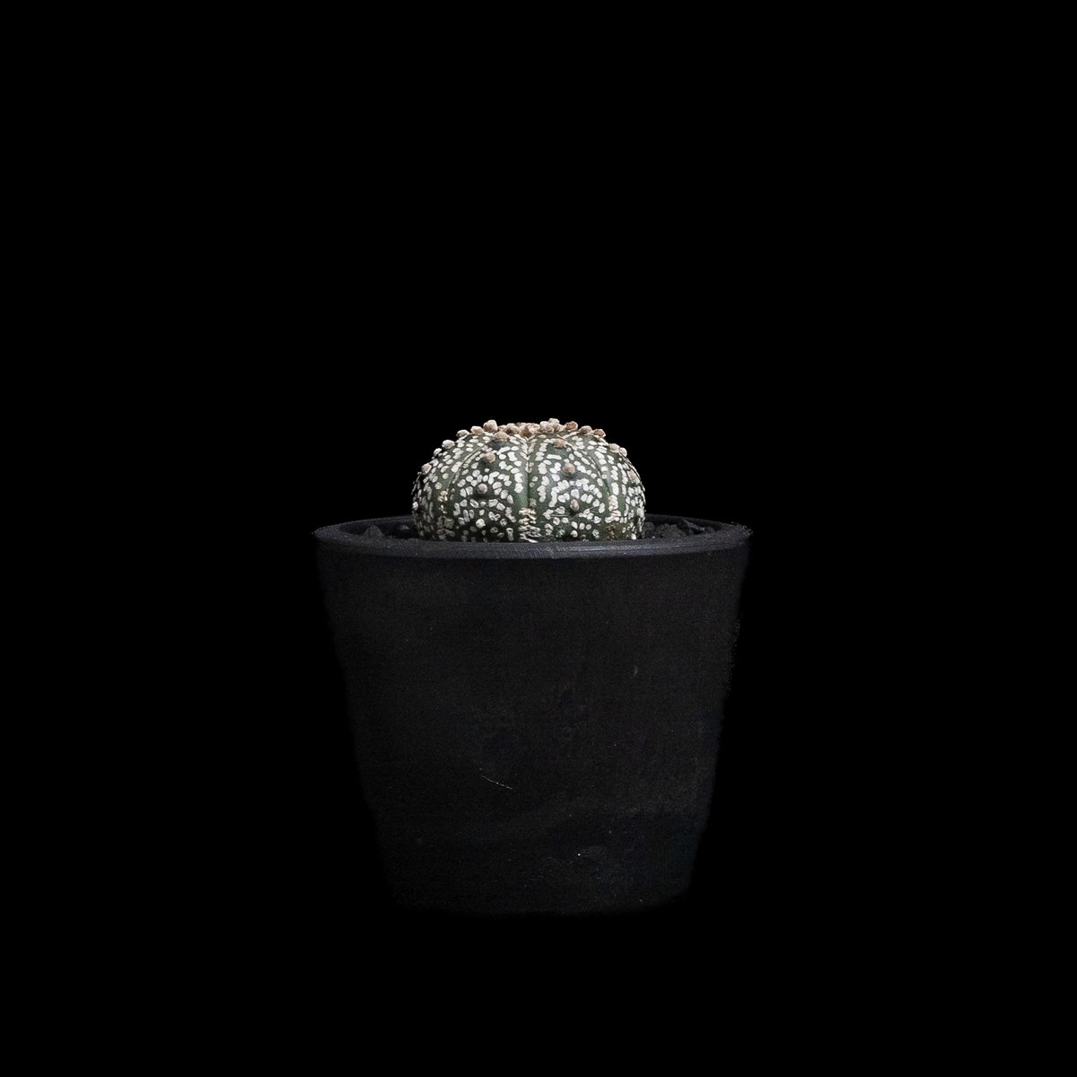 アストロフィツム アステリアス / Astrophytum asterias #7 | Duc