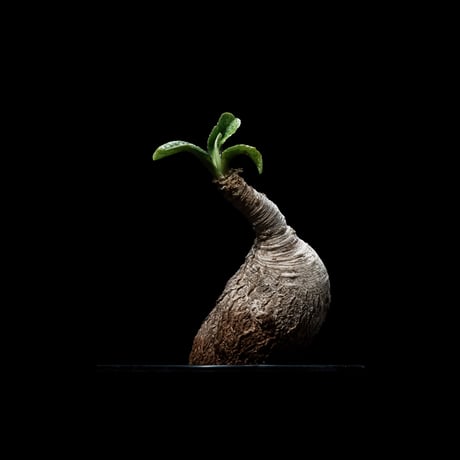 ユーフォルビア プリムリフォリア / Euphorbia primulifolia #1