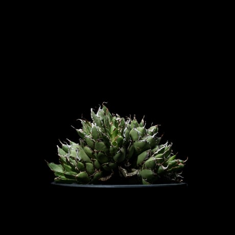 アガベ チタノタ フィリグリーデビル (綴化拇指) / Agave titanota ‘Filigree Devil’ #1