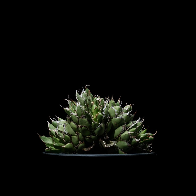 アガベ チタノタ フィリグリーデビル (綴化拇指) / Agave titanota 'Fil