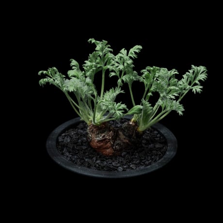 ペラルゴニウム アッペンディクラツム / Pelargonium appendiculatum #4