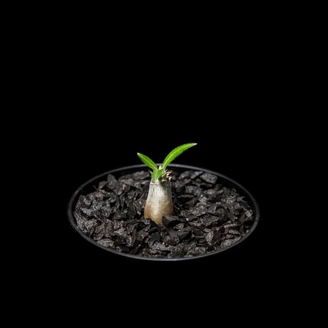 パキポディウム グラキリス / Pachypodium rosulatum var. gracilius #3