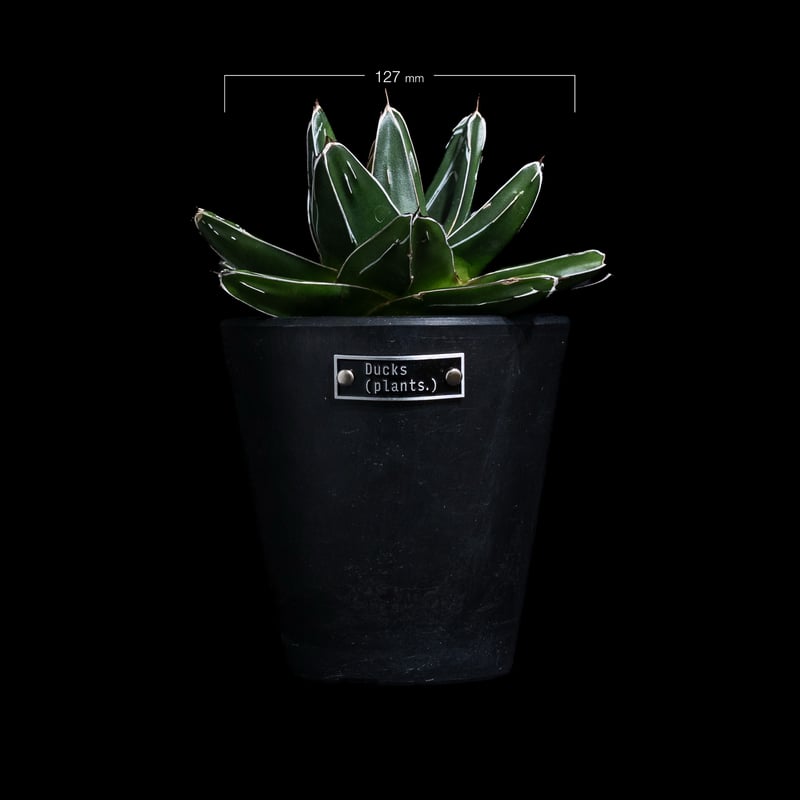 アガベ笹の雪 victoriaereginae Learn about Agave victoriae-reginae 'Sasanoyuki Shiro