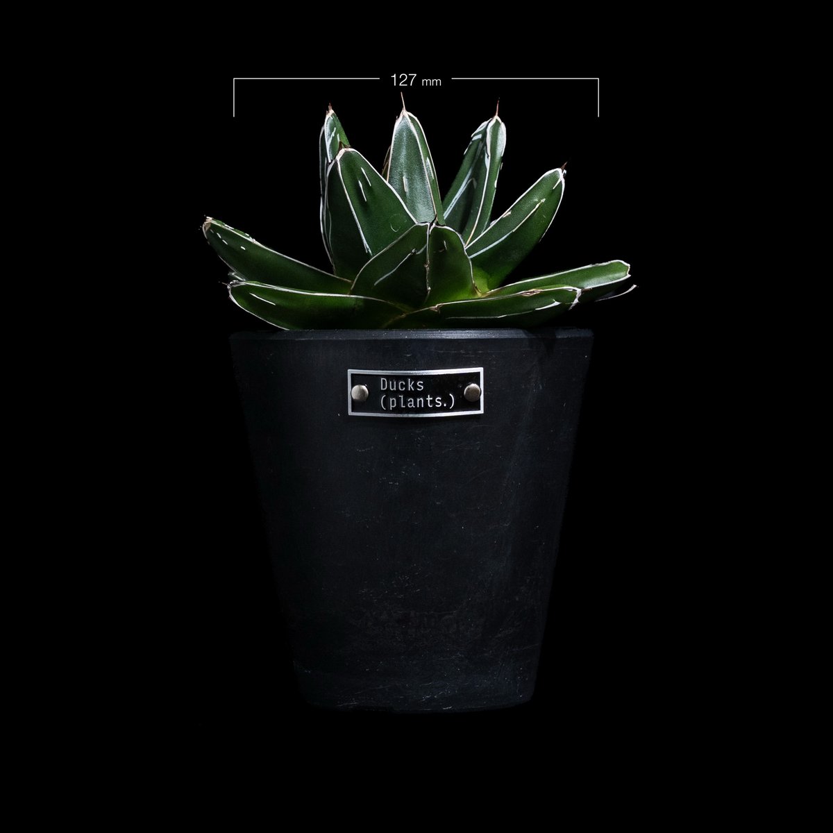 アガベ 笹の雪 D型 / Agave victoriae-reginae #15 | Duck