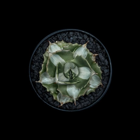 アガベ 王妃雷神 白中斑/ Agave isthmensis ‘Ouhi Raijin’ mediopicta alba #18
