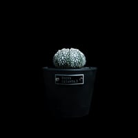 アストロフィツム アステリアス / Astrophytum asterias #29