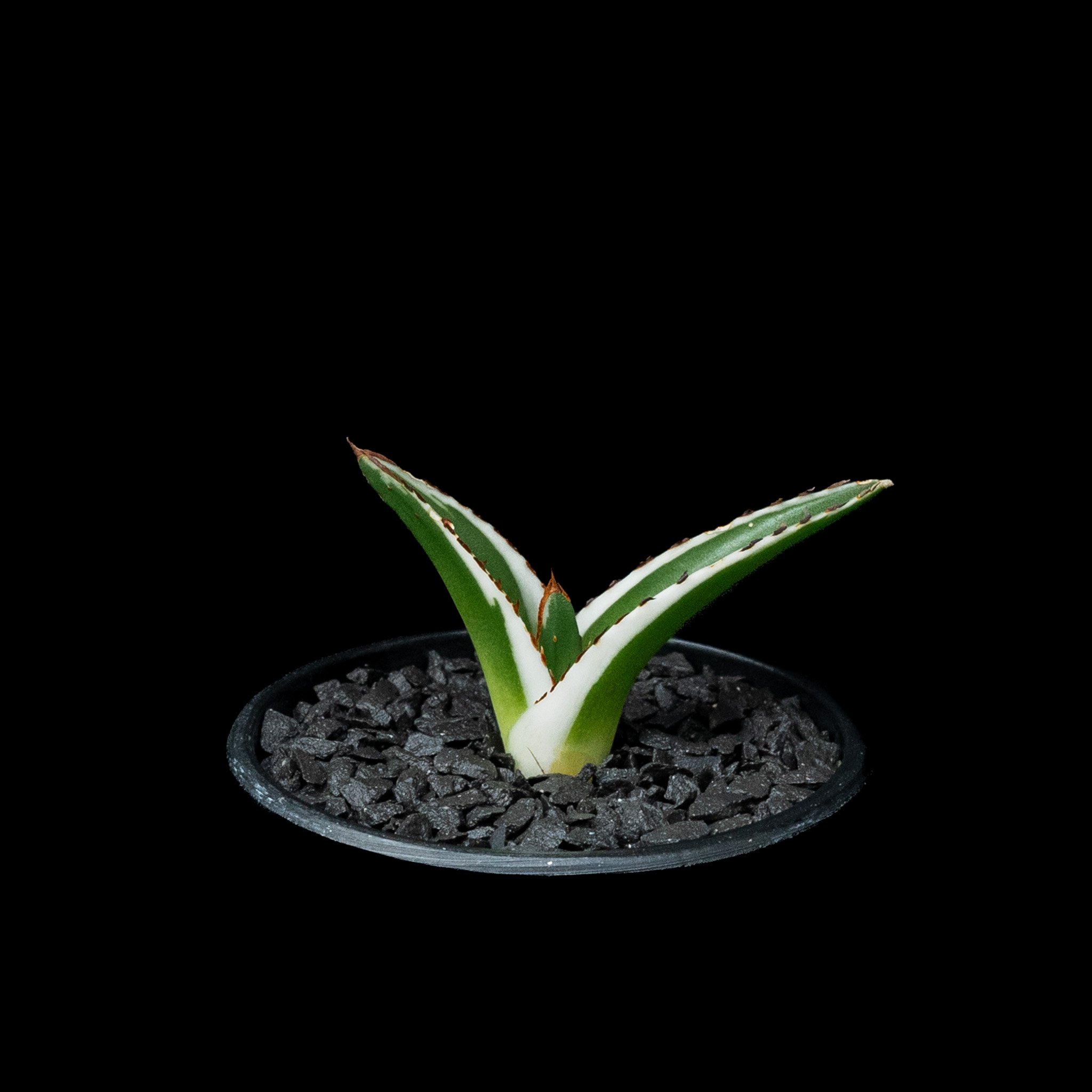 アガベ 氷山 / Agave victoriae-reginae 'Hyouzan' #2 |