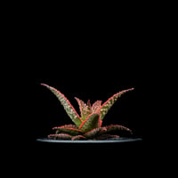 アロエ クリスマスキャロル / Aloe ‘Chiristmas Carol’ #2