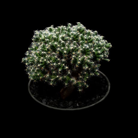 トリコディアデマ デンサム / Trichodiadema densum #2