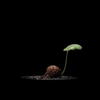 ペラルゴニウム ロバツム / Pelargonium lobatum  #2