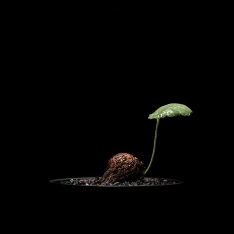 ペラルゴニウム ロバツム / Pelargonium lobatum  #2