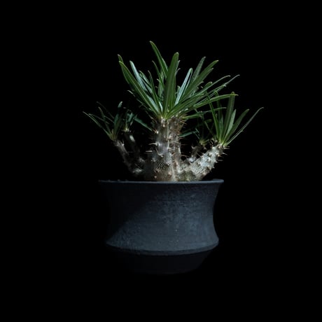パキポディウム グラキリス / Pachypodium rosulatum var. gracilius #99