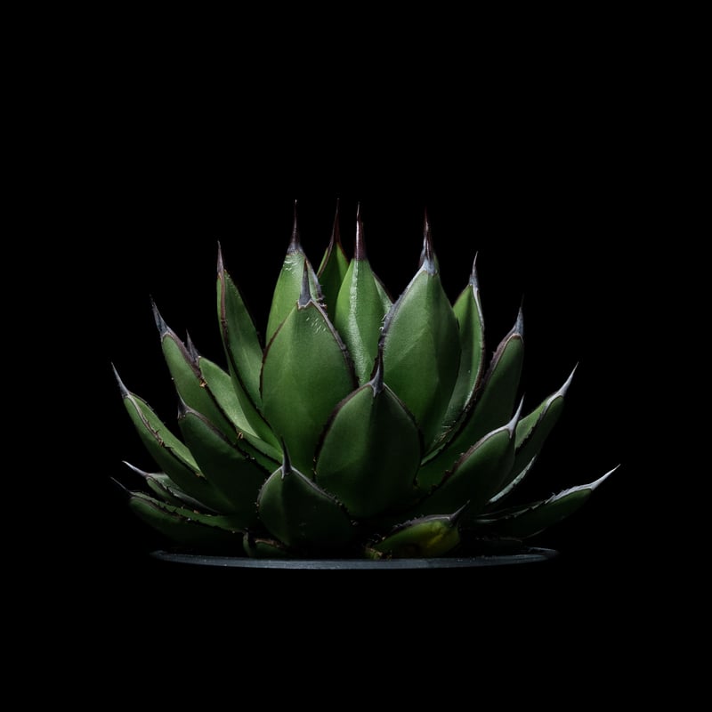 アガベ 兜蟹×笹の雪 / Agave isthmensis 'Kabutogani' × vi