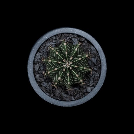 ギムノカリキウム属 フリードリッヒィ LB2178 / Gymnocalycium friedrihii LB2178 #1