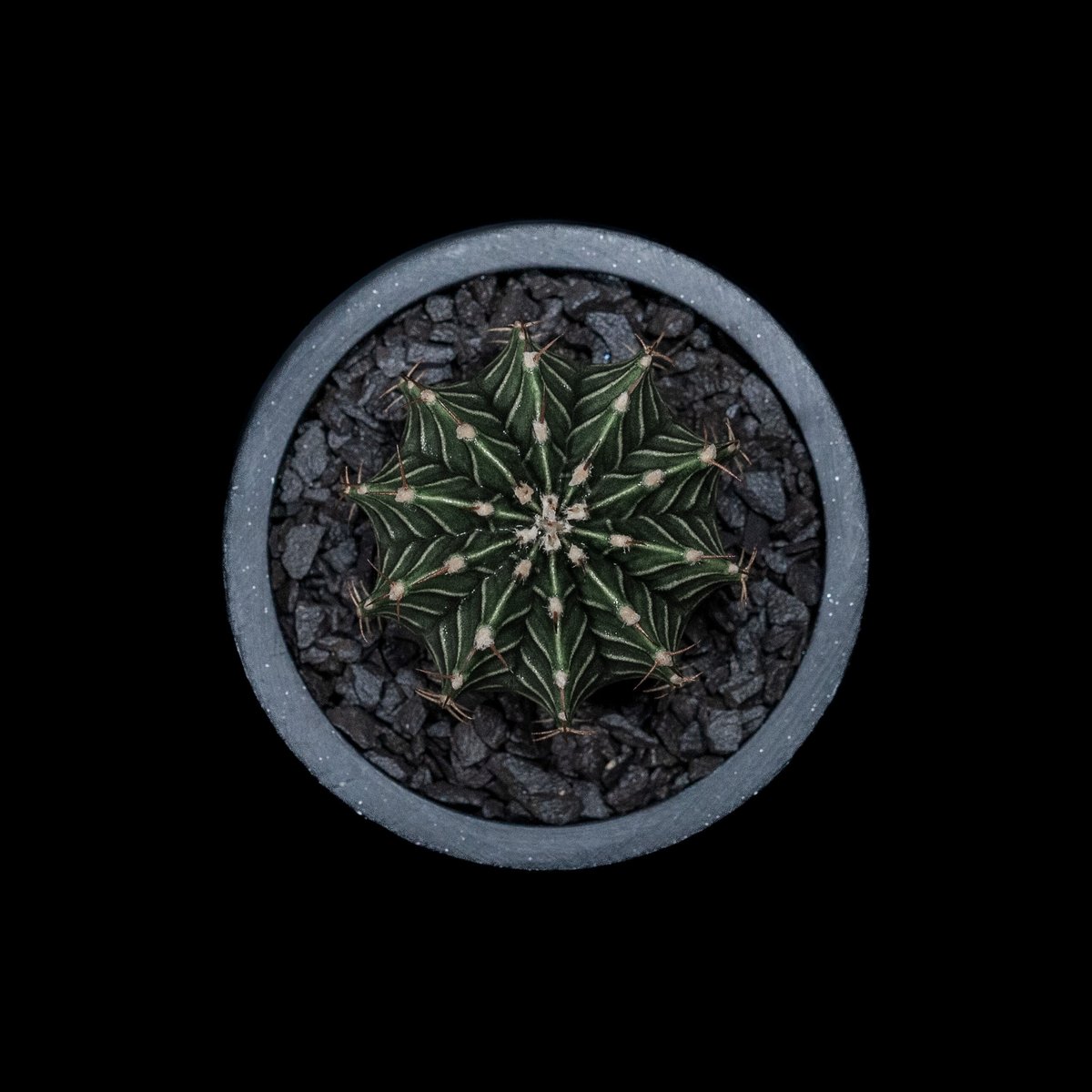 ギムノカリキウム属 フリードリッヒィ LB2178 / Gymnocalycium fried