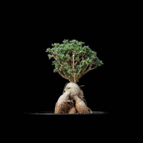 トリコディアデマ ブルボスム / Trichodiadema bulbosum #9
