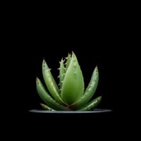 アロエ ペグレラエ / Aloe peglerae #2