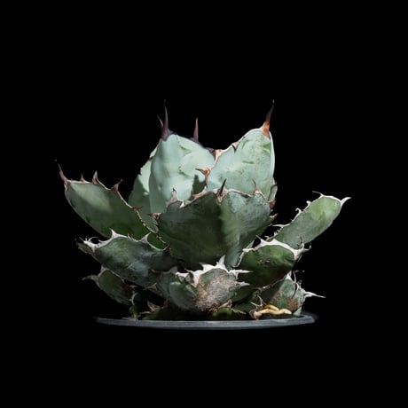 アガベ チタノタ ブラック&ブルー / Agave titanota ‘Black & Blue’ #4