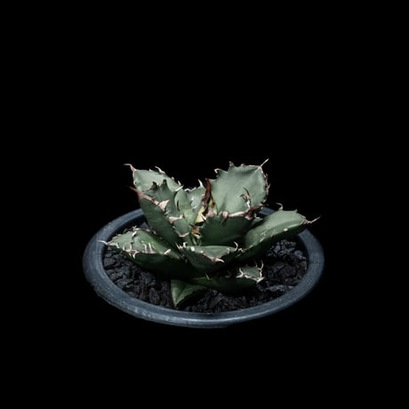 アガベ チタノタ 姫厳竜 / Agave titanota ‘Dwarf’ #13
